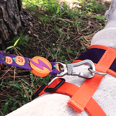 Coleira e arnês laranja e roxo para cão com padrão de Halloween em ambiente exterior