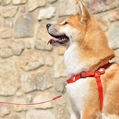 Cão Shiba Inu com coleira e trela vermelha diante de muro de pedra.