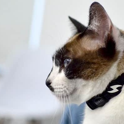 Gato com coleira preta e símbolo de raio branco em sala com parede branca e cadeira azul.