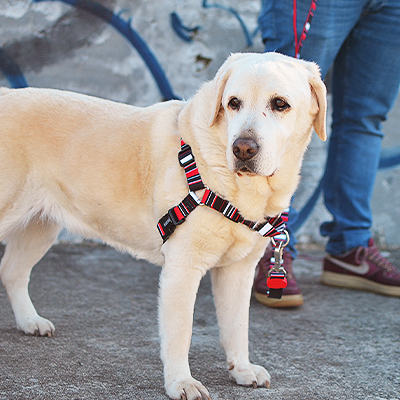 Cão Labrador com peitoral às riscas e trela sendo segurado por pessoa com calças azuis e ténis cor vinho junto a muro com graffiti.