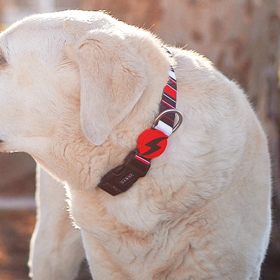 Cão branco com coleira preta e vermelha e dispositivo vermelho com símbolo de raio ao ar livre