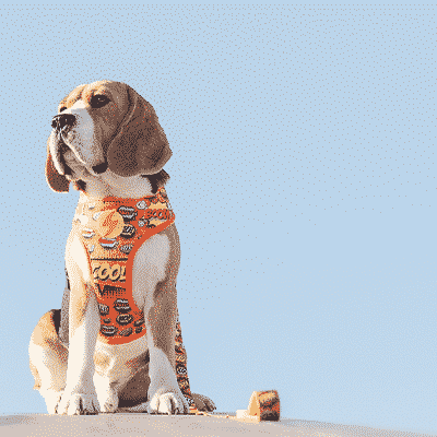 Cão Beagle com coleira e peitoral laranja com padrão sentado numa superfície cinzenta
