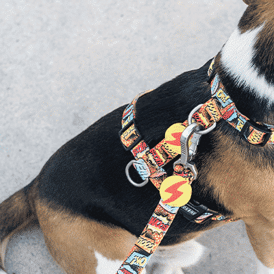 Cão com coleira e arnês coloridos sentado no chão cinzento