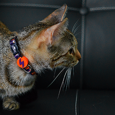 Gato com coleira colorida sentado num sofá preto