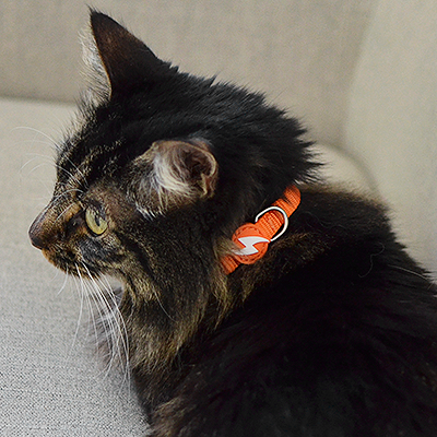 Gato com coleira laranja sentado em sofá cinza