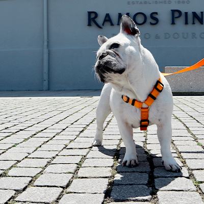 Bulldog Francês branco com peitoral e trela laranja numa calçada de pedra em frente a edifício com texto RAMOS PINTO DOURO