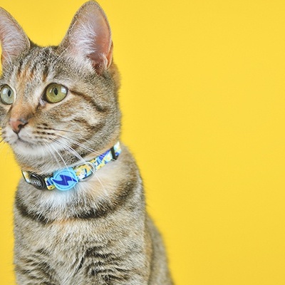 Gato tigrado com coleira azul frente a fundo amarelo
