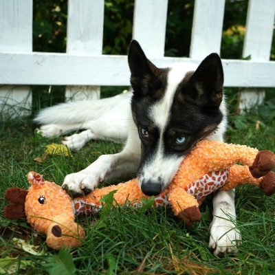 Cão branco e preto com brinquedo de pelúcia laranja com padrão de girafa na relva