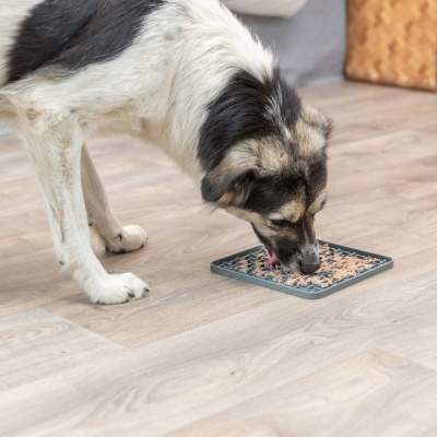 Cão a comer comida húmida num prato quadrado cinzento com texturas, em chão de madeira clara