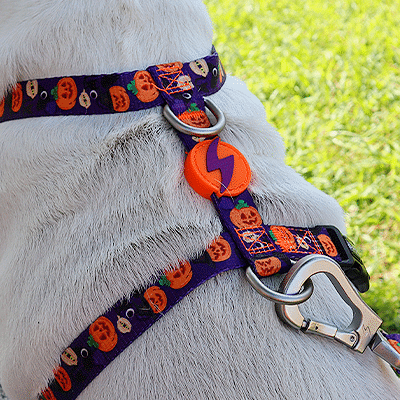 Cão branco com trela e peitoral com padrão de abóboras em fundo de relva.