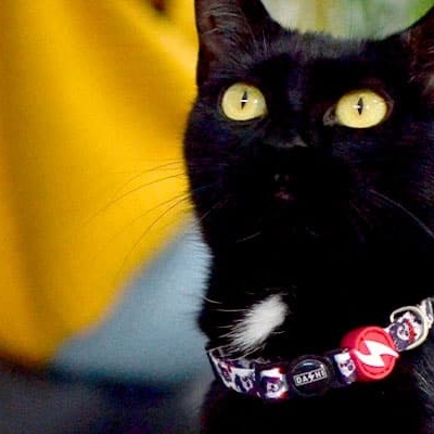 Gato preto com coleira preta e amarela em ambiente interior desfocado