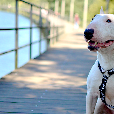 Cão Bull Terrier branco com trela preta sentado em passadeira de madeira junto a água