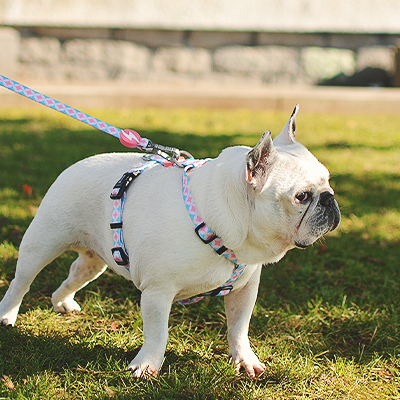 Cão Bulldog Francês branco com trela e peitoral coloridos em relva
