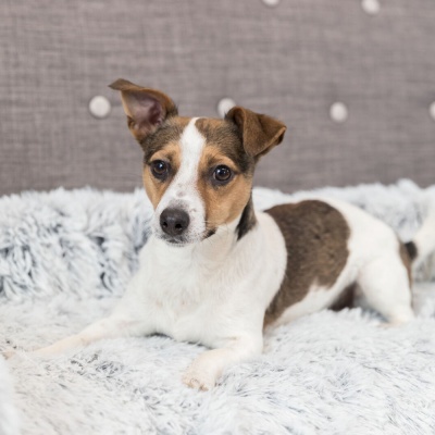 Cão branco com manchas castanhas e pretas deitado numa manta felpuda branca