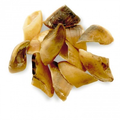 Pedaços de cascos castanhos e bege sobre fundo branco