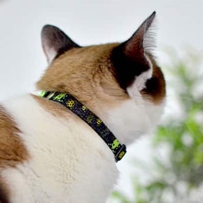 Colar para gato preto com estampado amarelo e verde usado por gato branco com manchas castanhas