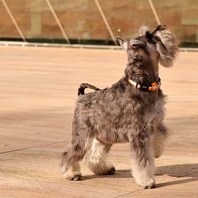 Cão Schnauzer cinzento e preto com coleira laranja em piso de pedra clara