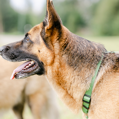 Dois cães ao ar livre, pastor alemão com trela verde em destaque