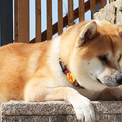 Cão Akita Inu com coleira colorida apoiado numa superfície de pedra