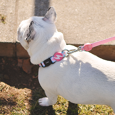 Cão branco com coleira preta e trela rosa a caminhar num passeio