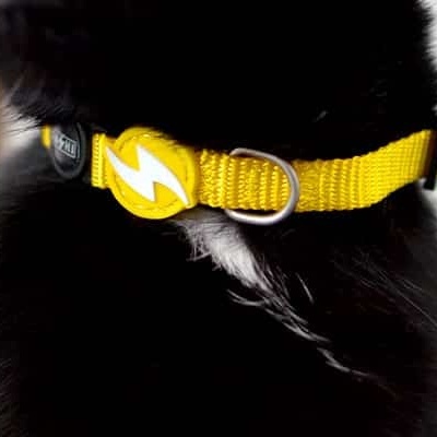 Colar amarelo para gato preto com símbolo de raio amarelo