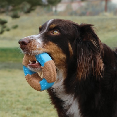 Cão a segurar brinquedo redondo azul e castanho no relvado