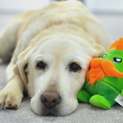Cão labrador creme deitado com brinquedo verde e laranja
