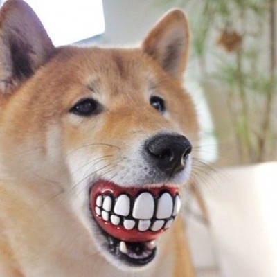 Cão com brinquedo de dentes na boca em interior de casa