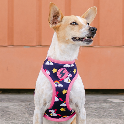 Cão pequeno com arnês colorido sentado em chão cinzento junto a porta terracota