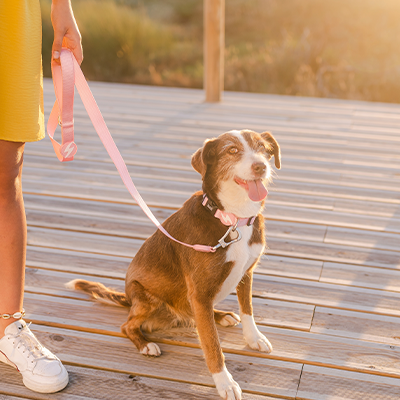 Pessoa com saia amarela e sapatilhas brancas a segurar trela cor-de-rosa presa a cão sentado em passadeira de madeira