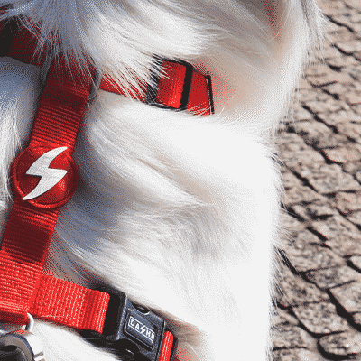 Coleira vermelha com fivela preta num cão branco em calçada de pedra