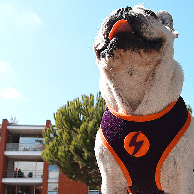 Cão com peitoral preto e laranja sentado ao ar livre com edifícios ao fundo