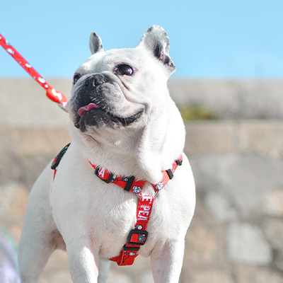 Bulldog Francês com coleira vermelha junto a vedação de madeira