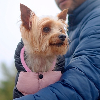 Cão pequeno com casaco rosa no braço de pessoa com casaco azul acolchoado