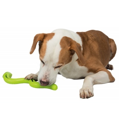 Cão castanho e branco a brincar com brinquedo verde