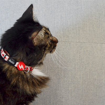 Gato com coleira vermelha e preta sentado em sofá cinzento