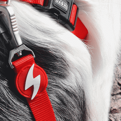 Coleira vermelha para cão com símbolo de raio branco em círculo vermelho, fivela preta e argola metálica na pelagem do cão.