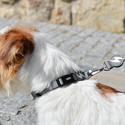 Cão com colar preto e trela cinzenta sobre calçada de pedra