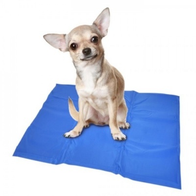 Cão Chihuahua castanho claro sobre tapete almofada azul