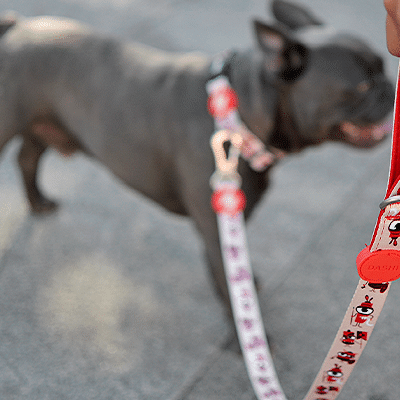 Cão com coleira e trela vermelhas com padrão segurada por uma mão