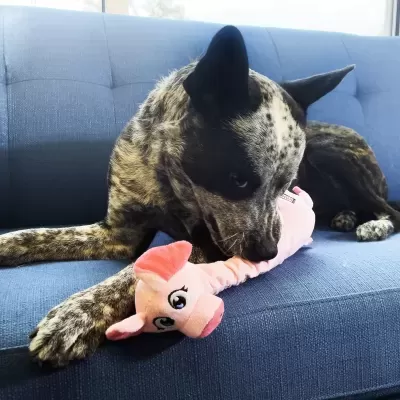 Cão a morder brinquedo de peluche rosa num sofá azul