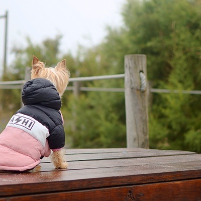 Cão pequeno com casaco rosa e preto sentado numa superfície de madeira ao ar livre