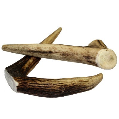 Chifres de veado naturais em vários tons de castanho em fundo branco