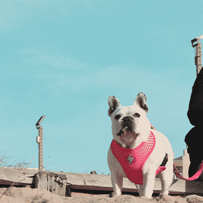 Cão bulldog francês com colete rosa e mulher com casaco preto sentados ao ar livre