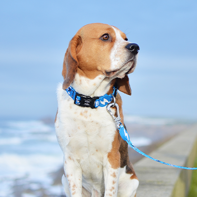 Cão Beagle com coleira azul junto ao mar