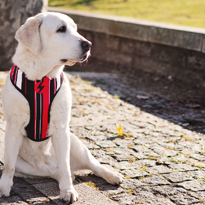 Cão branco com peitoral vermelho, preto e branco sentado numa calçada de pedra