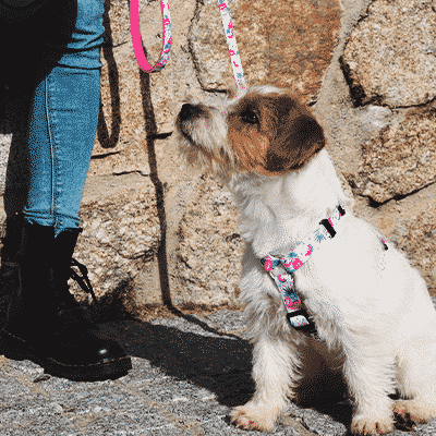 Cão com coleira e arnês coloridos junto a pessoa com jeans azul e botas pretas em cenário de pedra