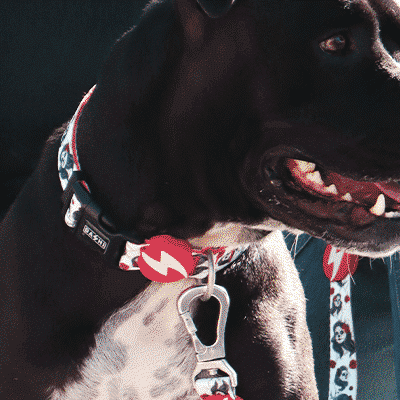 Cão preto e branco com coleira e trela com padrões vermelhos e brancos ao lado de pessoa sentada num campo verde
