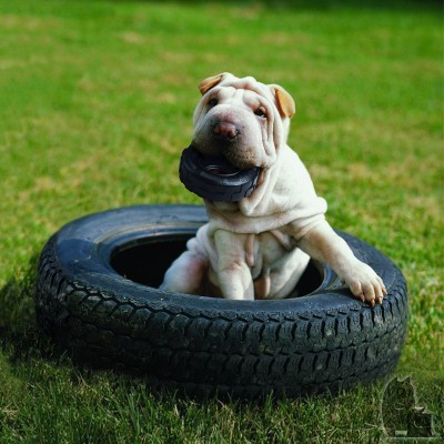 Cão Shar Pei branco com pneus pretos na relva
