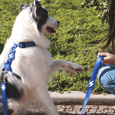 Cão com coleira e trela azuis sentado ao ar livre com pessoa segurando a trela